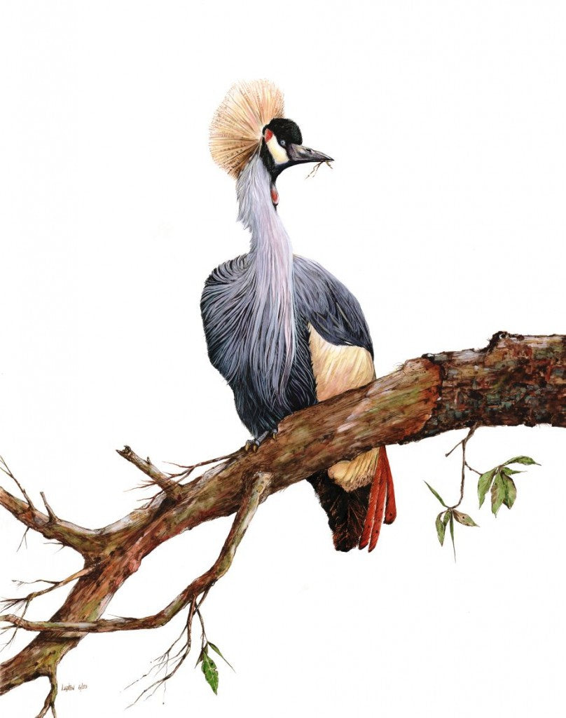 African Crowned Crane