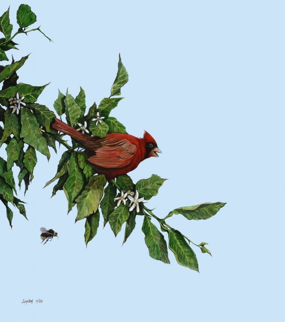 Cardinal with Orange Blossoms