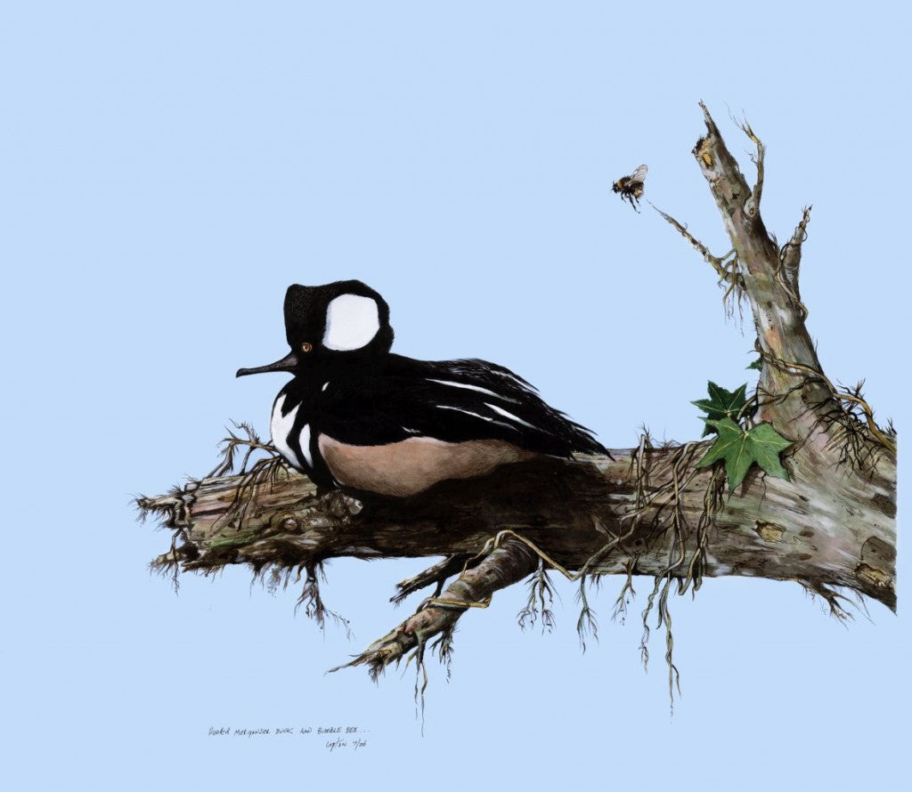 Hooded Merganser Duck