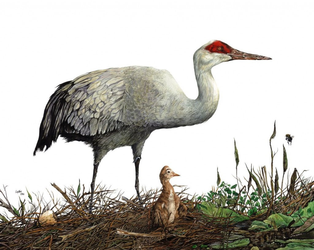 Sandhill Crane and Chick