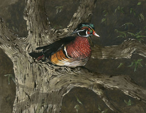 Wood Duck